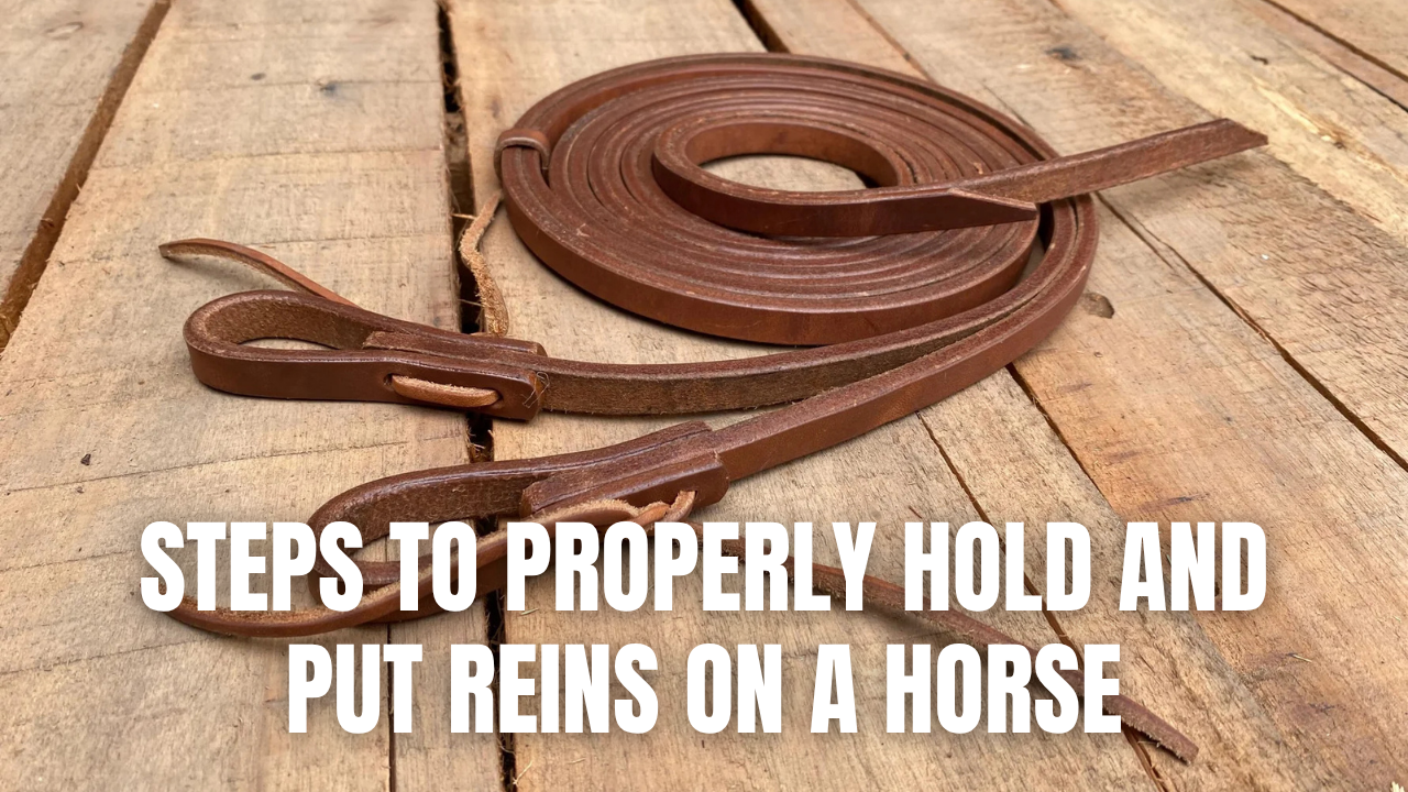 Steps to Properly Hold and Put Reins on a Horse