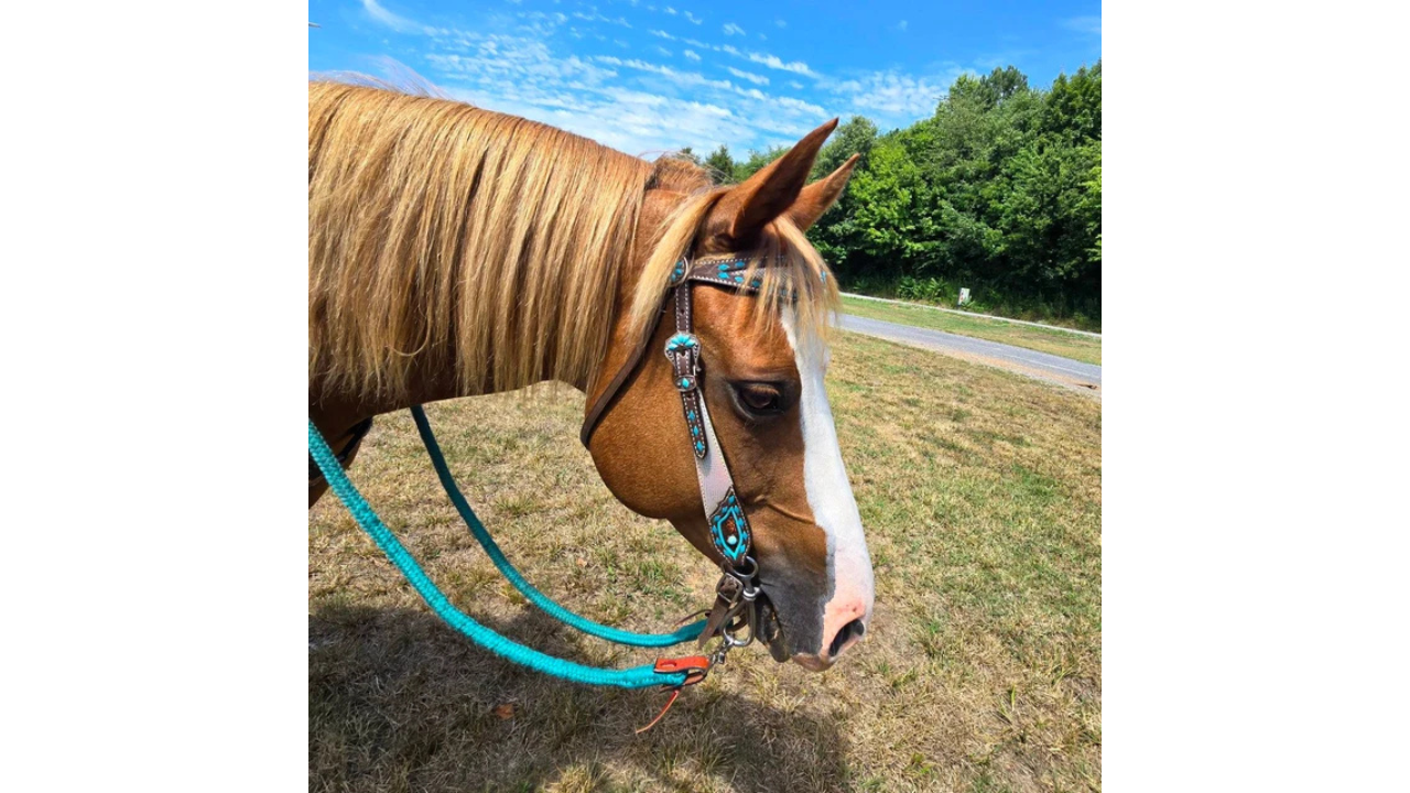 Choosing the Right Tack: Browband or One-Ear Headstall